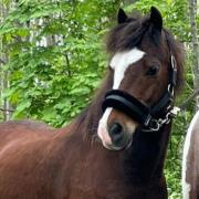 Lieve recreatie / gezelschapspony