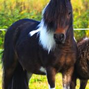 3 100% Falabellamerries