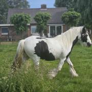 Knappe tinker ruin