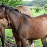 Mooie lieve Welsh C pony