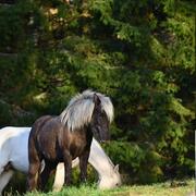 Knapste 4 jarige IJslander ruin met veel potentie