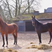 Een weekje oppassen in Gelderland?