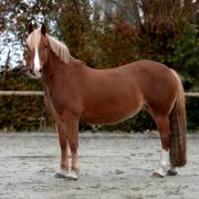 Lieve sportpony