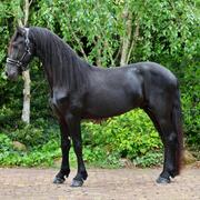 Lieve Friese hengst 