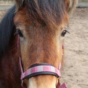 Gezocht verzorgster voor 1 dag p/w in De Steeg