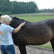 Vakopleiding tot therapeut "Guasha bij paarden"