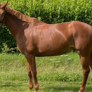 ? KWPN merrie | 20 jaar | 1.67 m | braaf recreatiepaard