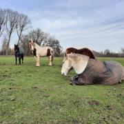 Kleinschalige recreatieve pensionstal 