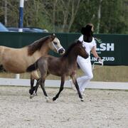 Knap en lief Welsh hengstveulen met papieren 