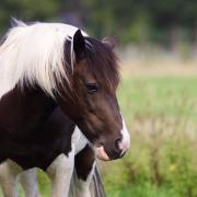 De allerliefste bonte kinderpony D-pony