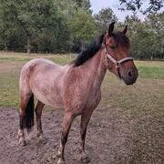 Mega lieve D pony merrie