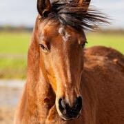 Prachtige talentvolle Welsh NWR Merrie