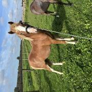 Knappe vos Welsh veulen 