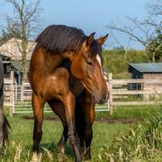? KWPN merrie | 7 jaar | ±1.70 m | onbeleerd