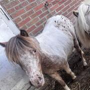 Appaloosa Shetlander merrie