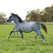 Welsh a hengst veulen met papier