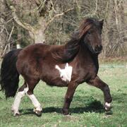 2 lieve shetland merries