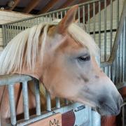 Super brave haflinger merrie jaarling