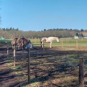 Paddock Paradise Equi Track Kniphorstbosch heeft plek