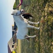 Te koop camargue pony 