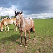 24/7 buiten stalling gezocht voor E-pony, zuid Limburg
