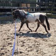 Super leuke appaloosa ruin 1.05 m 5 jaar