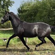 3 jarige dressuurmerrie uit topstam