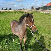 Lief en knap welsh veulen 