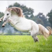 ** SPECIALE Welsh pony voor coaching / vrijheidsdressuur **