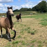 2 jarige D  valk pony te koop.