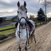 Witje