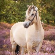 Bijrijder gezocht voor Fjordenmerrie 