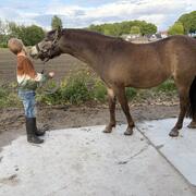 Prachtige Welsh A valk, 3 jaar