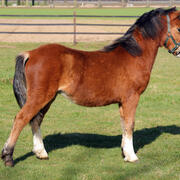 Welsh A jaarling hengstje