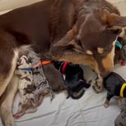 Australian Shepherd x Kelpie puppies te koop (Maashees N-Br)