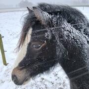 Leuke 2 jarige welsh a merrie 