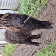 super leuk shetlandpony hengstje