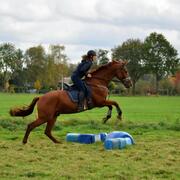 Knappe Allround KWPN ruin vos 19  jaar 
