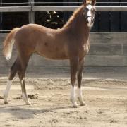Te koop toekomstige sporttopper