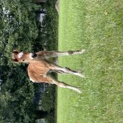 Mooie lieve tinker merrie veulen