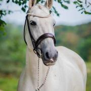 Premiera Lakhoofdstel donkerbruin rondgenaaid