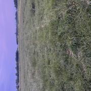 Paarde wei. 1,5 ha