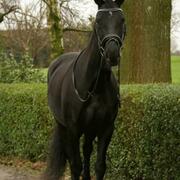 KWPN merrie (Waldemar x Cambridge Cole)