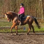 Getalenteerde appaloosa ruin