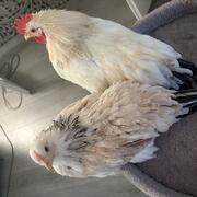 Hem en haan aangeboden 5 maanden oud 