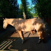 Prachtig Rocky mountain horse kruising 