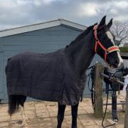 7 jarige tuiger merrie