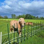 Aangeboden kruising haflinger/fjord
