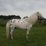 Luxe minipaardje (dek)hengst, panterbont appaloosa