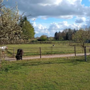 Paddock stalling voor Shetlander(s) in Wageningen
